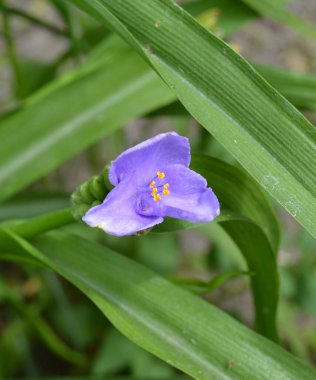 Güzel açık renkli cyan çiçekleri (Latince: Tradescantia occidentalis) bahçede, yakın plan. Tradescantia bitkisi tozu emer ve havayı arındırır. Yumuşak odak.