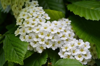 Tatlı alyssum beyaz çiçekleri - Latince adı - Lobularia maritima (Alyssum maritimum)