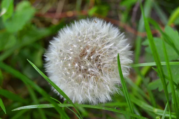 Geschlossene Knospe Eines Löwenzahns Löwenzahn Weiße Blüten Grünen Gras Samen — Stockfoto