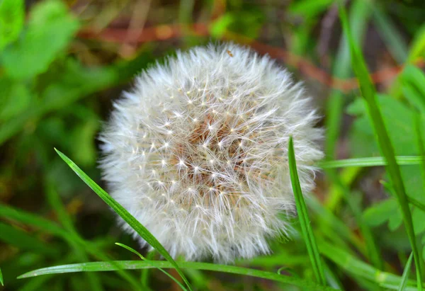タンポポの芽を閉じました 緑の草の中にタンポポの白い花 ボールから種が出てくる 風がタンポポの種を吹き飛ばす — ストック写真