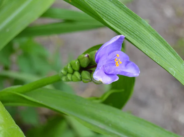 Όμορφο Φως Κυανό Λουλούδια Tradescantia Λατινικά Tradescantia Occidentalis Στον Κήπο — Φωτογραφία Αρχείου