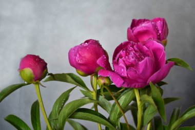 Parlak kırmızı şakayık çiçekleri bahçedeki bulanık çiçeğin arka planında çiçek açar. Bulanık bahçe arka planında tek pembe şakayık, güneşli bir günde, yan görünüşte. Tatil için tebrik ederim. Çiçek goncası
