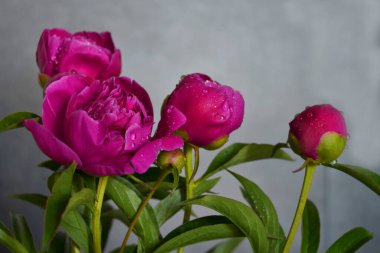 Parlak kırmızı şakayık çiçekleri bahçedeki bulanık çiçeğin arka planında çiçek açar. Bulanık bahçe arka planında tek pembe şakayık, güneşli bir günde, yan görünüşte. Tatil için tebrik ederim. Çiçek goncası