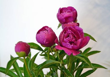 Parlak kırmızı şakayık çiçekleri bahçedeki bulanık çiçeğin arka planında çiçek açar. Bulanık bahçe arka planında tek pembe şakayık, güneşli bir günde, yan görünüşte. Tatil için tebrik ederim. Çiçek goncası