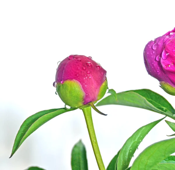 庭のぼやけた花を背景に 鮮紅色の牡丹の花を咲かせます 休日の明るいお祝い — ストック写真