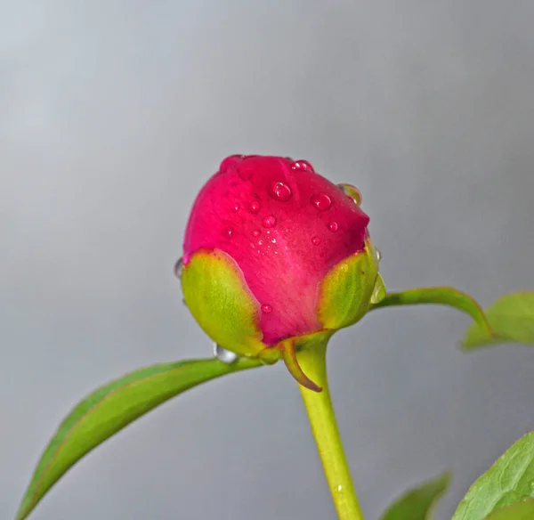 Flor Peônias Vermelhas Brilhantes Fundo Flor Embaçada Garden Single Peônia — Fotografia de Stock
