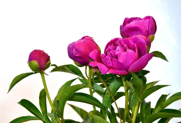 Pivoines Rouges Vives Fleurissent Sur Fond Fleur Floue Dans Jardin — Photo