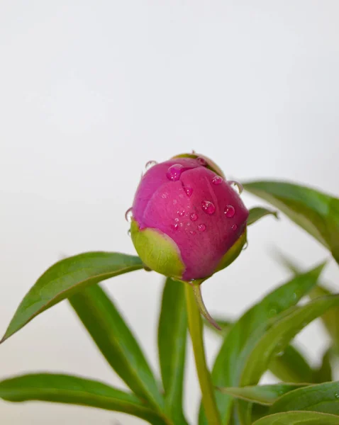 Pivoines Rouges Vives Fleurissent Sur Fond Fleur Floue Dans Jardin — Photo