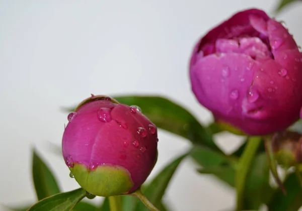 Pivoines Rouges Vives Fleurissent Sur Fond Fleur Floue Dans Jardin — Photo