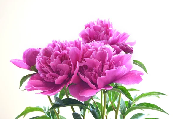 Pivoines Roses Dans Jardin Macro Photographie Une Pivoine Rose Fleur — Photo