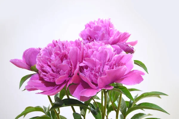 Pivoines Roses Dans Jardin Macro Photographie Une Pivoine Rose Fleur — Photo