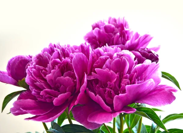 Pivoines Roses Dans Jardin Macro Photographie Une Pivoine Rose Fleur — Photo