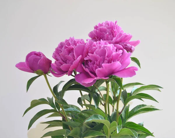 Розовые Пионы Саду Макрофотография Розового Пиона Мароновый Пионский Цветок Крупный — стоковое фото