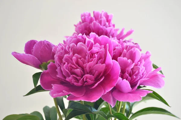 Pivoines Roses Dans Jardin Macro Photographie Une Pivoine Rose Fleur — Photo