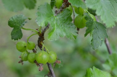 Yaz günü makro fotoğrafçılığında yeşil fonda frenk üzümü. Böğürtlen ağacının dalına asılmış üzümlü yeşil üzümler. Yazın yakın plan fotoğrafı..