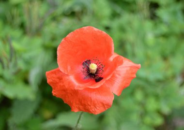 Kırmızı gelincikler vahşi bir tarlada çiçek açarlar. Seçici odaklı ve renkli güzel kırmızı haşhaş tarlası. Yumuşak ışık. Kırmızı gelincik ormanı.
