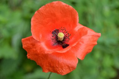 Kırmızı gelincikler vahşi bir tarlada çiçek açarlar. Seçici odaklı ve renkli güzel kırmızı haşhaş tarlası. Yumuşak ışık. Kırmızı gelincik ormanı.