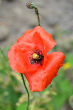 Kırmızı gelincikler vahşi bir tarlada çiçek açarlar. Seçici odaklı ve renkli güzel kırmızı haşhaş tarlası. Yumuşak ışık. Kırmızı gelincik ormanı.