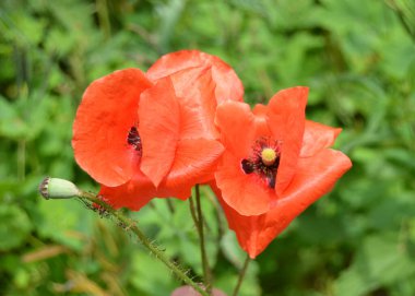 Kırmızı gelincikler vahşi bir tarlada çiçek açarlar. Seçici odaklı ve renkli güzel kırmızı haşhaş tarlası. Yumuşak ışık. Kırmızı gelincik ormanı.
