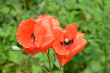 Kırmızı gelincikler vahşi bir tarlada çiçek açarlar. Seçici odaklı ve renkli güzel kırmızı haşhaş tarlası. Yumuşak ışık. Kırmızı gelincik ormanı.
