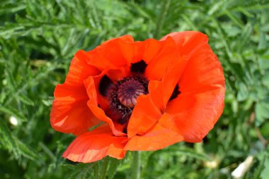 Kırmızı gelincikler vahşi bir tarlada çiçek açarlar. Seçici odaklı ve renkli güzel kırmızı haşhaş tarlası. Yumuşak ışık. Kırmızı gelincik ormanı.