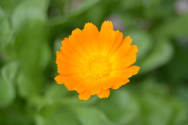 Çiçek açan kadife çiçekleri. Yeşil çimenli turuncu bir takvim. Takviyeli bahçe. Bahçe çiçekleri Bahçedeki doğa çiçekleri. Sarı-turuncu yapraklar. Yeşil bulanık arkaplan. Makro.