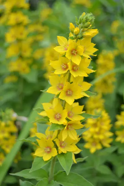 Κοντινό Πλάνο Των Όμορφων Κίτρινων Λουλουδιών Ένα Λουλούδι Ακίδα Της — Φωτογραφία Αρχείου