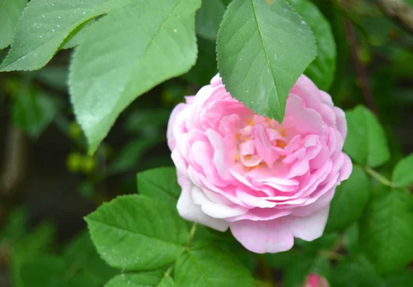 Różowy Ogród Różany Krzew Kwitnących Różowych Róż Naturalne Tło — Zdjęcie stockowe