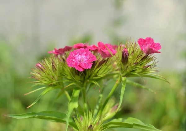 Dolce William Dianthus Barbatus Fiore Una Pianta Fiore Giardino — Foto Stock