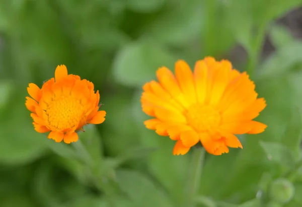 マリーゴールドの花を咲かせます 緑の芝生の上でオレンジのカレンダー カレンダー付きの庭 庭の花 庭の自然花 黄橙色の花弁 緑の背景がぼやけている マクロ — ストック写真