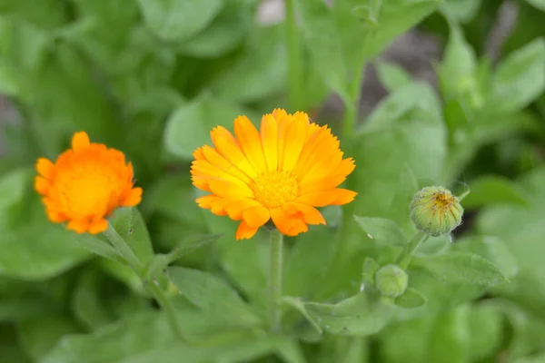 Flores Florecientes Caléndula Caléndula Naranja Sobre Una Hierba Verde Jardín — Foto de Stock
