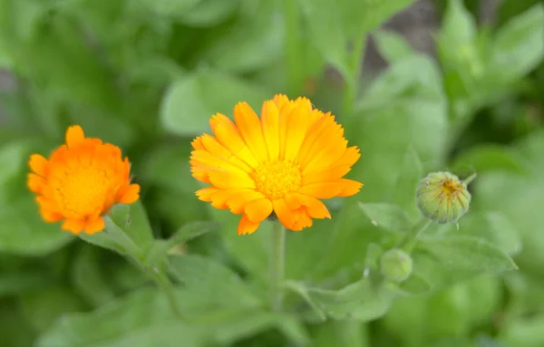 盛开的菊花 绿色的草地上有橙红色的日历 有金盏花的花园花园的花大自然在花园里开花 黄橙花瓣Byellow Orange Petals 绿色模糊的背景 — 图库照片