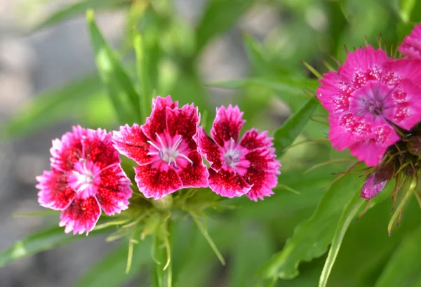 Dulce William Dianthus Barbatus Flor Una Planta Con Flores Garde — Foto de Stock