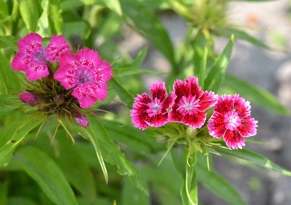 Sweet William Oder Dianthus Barbatus Blume Ist Eine Blühende Pflanze — Stockfoto