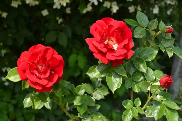 Rosas Rojas Creciendo Aire Libre Sobre Fondo Negro — Foto de Stock