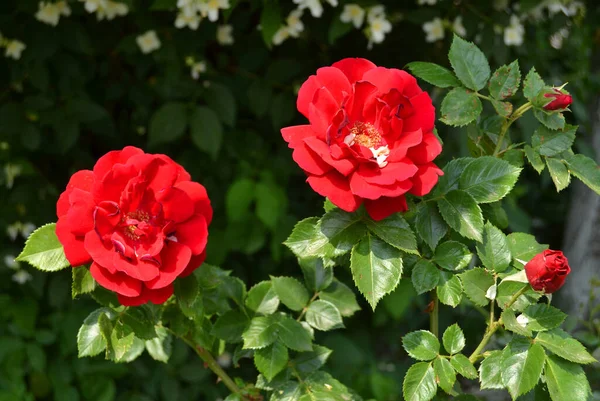 Rosas Vermelhas Crescendo Livre Fundo Preto — Fotografia de Stock