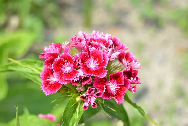 Słodki William Lub Dianthus Barbatus Kwiat Jest Kwitnącą Rośliną Gardzie — Zdjęcie stockowe