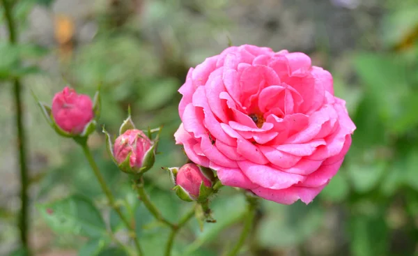 Rosengarten Ein Strauch Blühender Rosa Rosen Natürlicher Hintergrund — Stockfoto