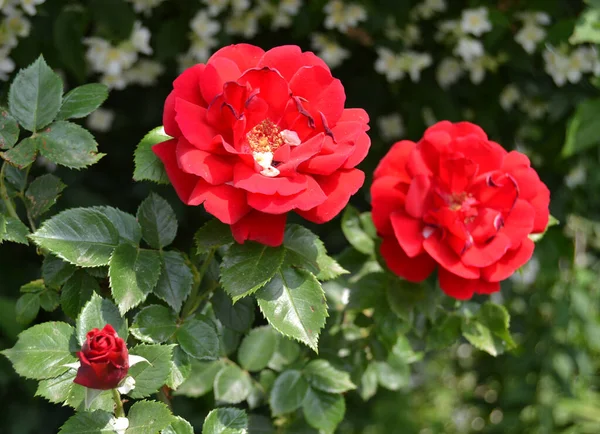 Czerwone Róże Rosnące Czarnym Tle — Zdjęcie stockowe
