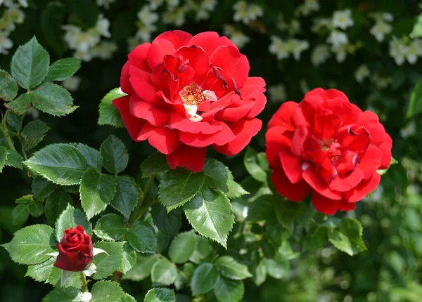 Rote Rosen Wachsen Freien Auf Schwarzem Hintergrund — Stockfoto