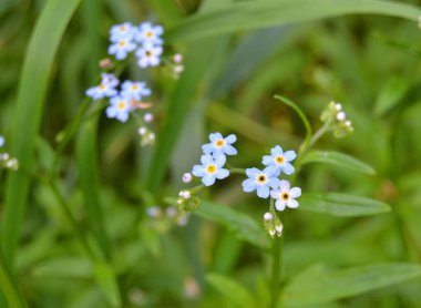Myosotis akrep, Myosotis palustris Myosotis çiçeği.