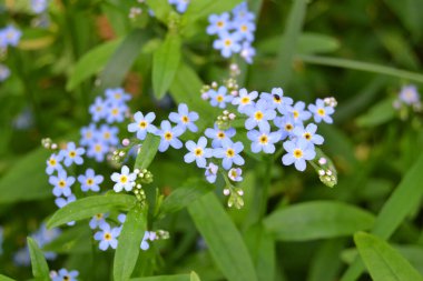 Myosotis akrep, Myosotis palustris Myosotis çiçeği.