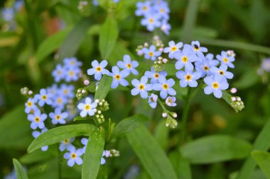 Myosotis akrep, Myosotis palustris Myosotis çiçeği.