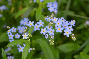 Myosotis akrep, Myosotis palustris Myosotis çiçeği.