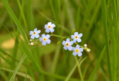 Myosotis akrep, Myosotis palustris Myosotis çiçeği.
