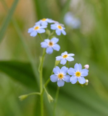 Myosotis akrep, Myosotis palustris Myosotis çiçeği.