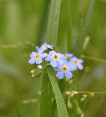 Myosotis akrep, Myosotis palustris Myosotis çiçeği.