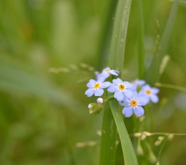 Myosotis akrep, Myosotis palustris Myosotis çiçeği.