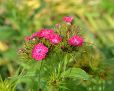Tatlı William ya da Dianthus Barbatus çiçeği gardda çiçek açan bir bitkidir.