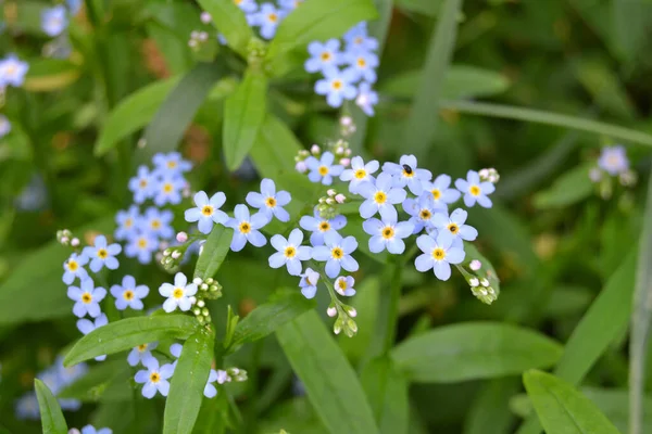 Myosotis akrep, Myosotis palustris Myosotis çiçeği.